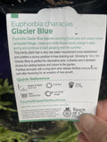 EUPHORBIA CHARACIAS GLACIER BLUE 14CM