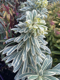 EUPHORBIA CHARACIAS GLACIER BLUE 14CM