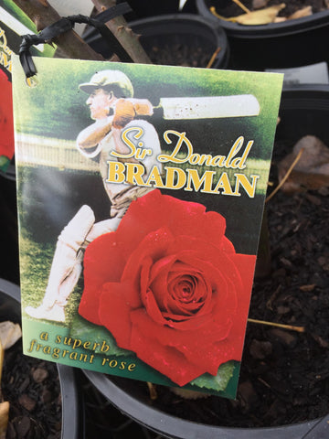 ROSA STANDARD SIR DONALD BRADMAN 3FT 20CM