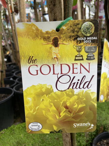 ROSE STANDARD THE GOLDEN CHILD 3FT 20CM