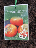 PERSIMMON FUYU 18CM