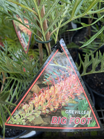 GREVILLEA BANKSII BIG FOOT 14CM