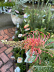 GREVILLEA BANKSII BIG FOOT 14CM
