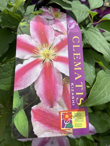 CLEMATIS KIZASHI 20CM