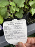 ANEMONE FANTASY RAPUNZEL 14CM