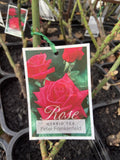 ROSE STANDARD PETER FRANKENFELD 3FT 20CM