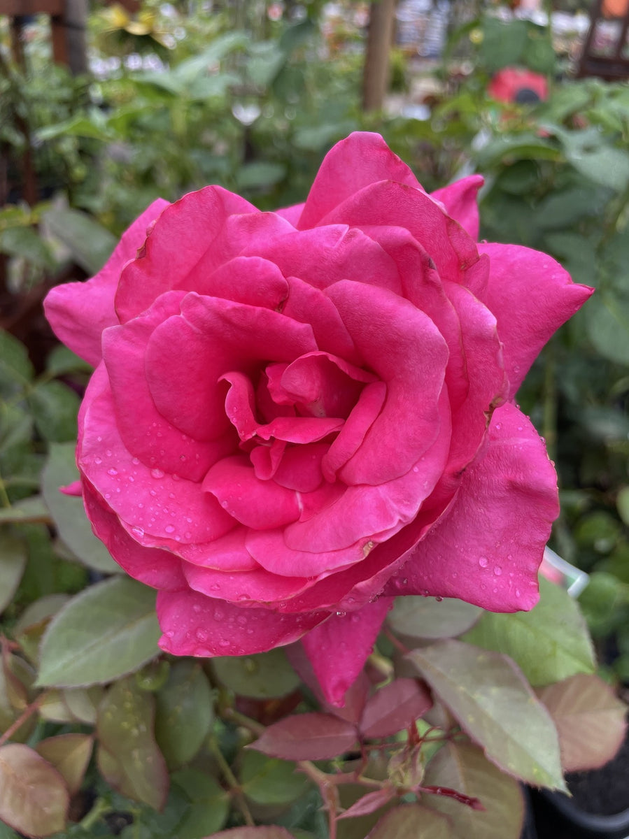 ROSE STANDARD PETER FRANKENFELD 3FT 20CM – Poyntons Nursery