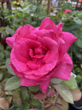 ROSE STANDARD PETER FRANKENFELD 3FT 20CM