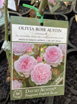 ROSA STANDARD OLIVIA ROSE AUSTIN 3FT 20CM 