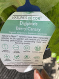 DIGIPLEXIS BERRY CANARY 18CM 