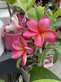 PLUMERIA PINK 40CM