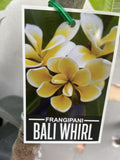 PLUMERIA BALI WHIRL 20CM