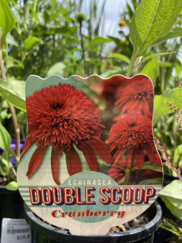 ECHINACEA DOUBLE SCOOP CRANBERRY 14CM