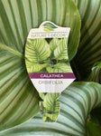 CALATHEA ORBIFOLIA 20CM