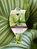 CALATHEA ORBIFOLIA 20CM
