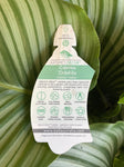 CALATHEA ORBIFOLIA 20CM