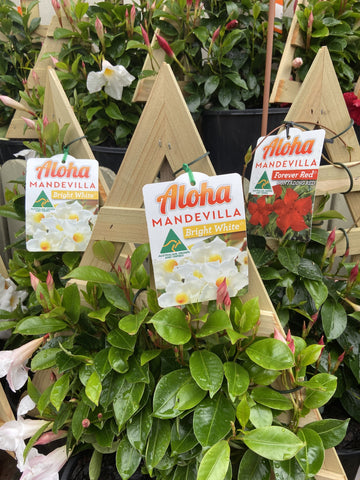 MANDEVILLA CHRISTMAS TREE ESPALLIER 20CM