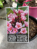 PLUMERIA CHERRY CLUSTERS 25CM