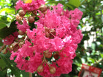 LAGERSTROEMIA TUSCARORA 30CM