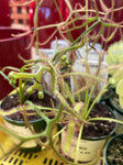 DROSERA 7CM