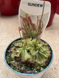 DROSERA 7CM