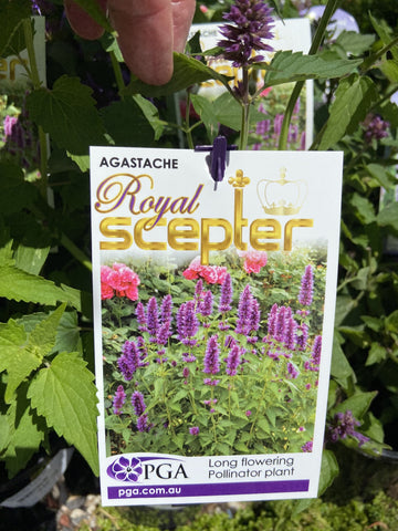AGASTACHE ROYAL SCEPTER 14CM