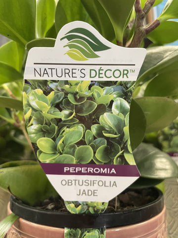 PEPEROMIA OBTUSIFOLIA JADE 20CM