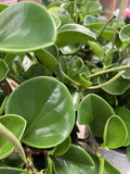 PEPEROMIA OBTUSIFOLIA JADE 20CM