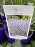 SALVIA YANGII SYN. PEROVSKIA ATRIPLICIFOLIA 14CM