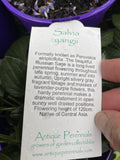 SALVIA YANGII SYN. PEROVSKIA ATRIPLICIFOLIA 14CM