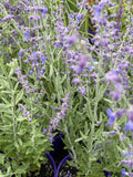 SALVIA YANGII SYN. PEROVSKIA ATRIPLICIFOLIA 14CM