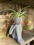THINKERS TILLANDSIA THE THINKER