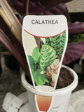 CALATHEA SHINE STAR 9CM