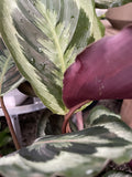 CALATHEA SHINE STAR 9CM