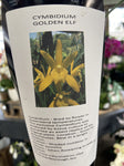 CYMBIDIUM ORCHID 6CM