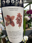 CYMBIDIUM ORCHID 6CM