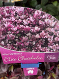 ALTERNANTHERA ELITE CHOCOHOLIC 14CM