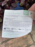 ALTERNANTHERA ELITE CHOCOHOLIC 14CM