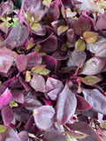 ALTERNANTHERA ELITE CHOCOHOLIC 14CM
