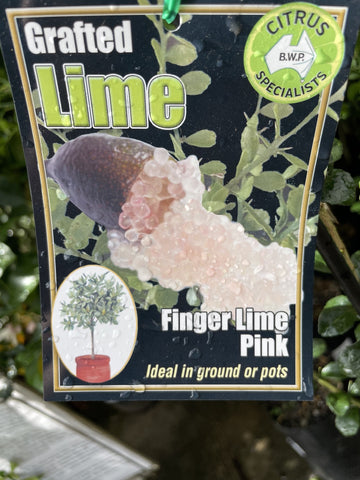 LIME PINK FINGER 5LTR