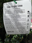 LIME PINK FINGER 5LTR