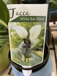 PLANT OF THE WEEK TACCA INTEGRIFOLIA WHITE BAT PLANT 14CM 