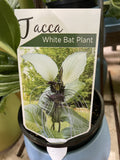 PLANT OF THE WEEK TACCA INTEGRIFOLIA WHITE BAT PLANT 14CM 