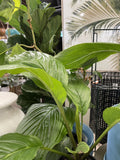 PLANT OF THE WEEK TACCA INTEGRIFOLIA WHITE BAT PLANT 14CM 