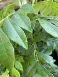 CURRY LEAF 20CM