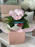 IMPATIENS GIFT PACK