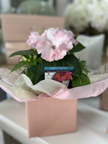 IMPATIENS GIFT PACK
