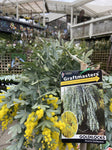ACACIA BAILEYANA GOLDILOCKS GRAFTED 30CM