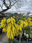 ACACIA BAILEYANA GOLDILOCKS GRAFTED 30CM