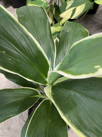 CORDYLINE TROPIC FROST 20CM